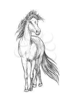 Standing horse pencil sketch. Walking full length mustang stallion vector etching