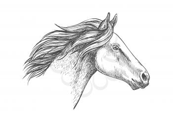 White horse pencil sketch portrait. Running mustang with waving mane on white background