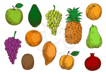 Fresh tropical and exotic fruits. Vector sketch isolated icons of apple, mango, grape, orange, avocado, apricot, pineapple, peach, pear kiwi and pomegranate