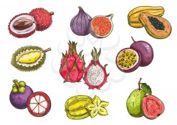 Tropical and exotic fruits. Isolated vector sketch of lychee, durian, mangosteen, fig, dragon fruit, carambola, papaya, passion fruit guava