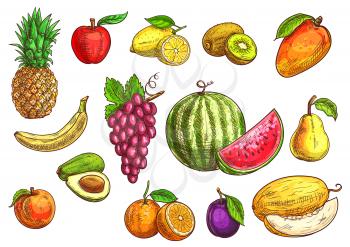 Fruits set. Sketch hand drawn illustration of isolated vector tropical and exotic fruits. Color drawings of pineapple, banana, apple, avocado, peach, red grape, lemon, orange, watermelon, kiwi, plum, 
