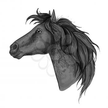 Black proud horse stallion profile portrait. Mustang head and neck with wavy mane and straight look