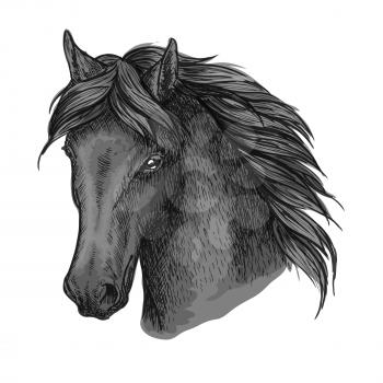 Black horse portrait. Mustang stallion with calm look, wavy mane and kind eyes. For equesrian sport usage