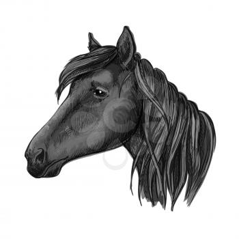 Black riding horse sketch with head of purebred arabian mare horse. For equestrian sporting competition, horse racing or t-shirt print design