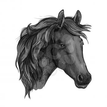 Sketch of black horse head with arabian racehorse mare. Use as equestrian sport club, horse racing or t-shirt print design