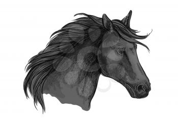 Sketched riding horse head. Black purebred arabian stallion for riding club symbol, equestrian sporting mascot or horse racing badge design