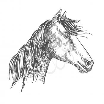 White horse with wavy mane. Mustang stallion sketch portrait with peaked ears and kind trustful glance of eyes