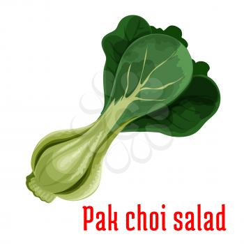 Bok choy or chinese cabbage vegetable icon with fresh cluster of green pak choi. Oriental cuisine, healthy vegetarian salad menu design