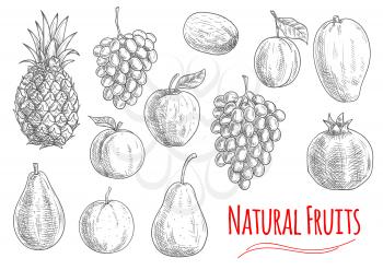 Natural fruits icon with sketched apple, orange, grape, pineapple, plum, pear, mango, kiwi and pomegranate fruits. Vegetarian dessert, juice or cocktail menu design