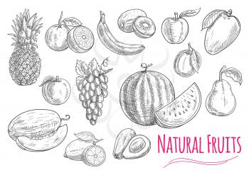 Fruits isolated sketches with sweet orange, banana, apple, lemon, grape, peach, plum, pineapple, mango watermelon avocado melon and pear fruits Food design