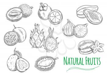 Exotic and tropical fruits. Vector pencil sketch isolated icons of durian, passion fruit maracuja, guava, dragon fruit pitaya, mangosteen, jackfruit, fig, papaya, carambola