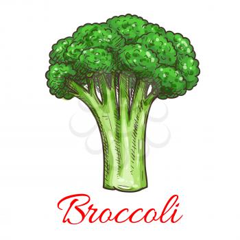 Broccoli leafy cabbage vegetable. Vegetarian fresh food product element for sticker, grocery shop, farm store element