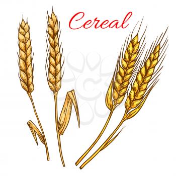 Cereal wheat, barley, rye ears isolated vector icons. Vector sketch grain plants for product label, packaging sticker, grocery shop tag, bakery design elements