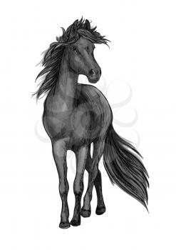 Walking black horse pencil sketch portrait. Stallion standing on hoofs with mane and tail waving in wind