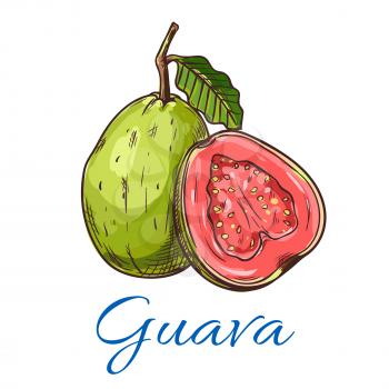Guava. Isolated whole and cut guava fruit product emblem for juice or jam label, packaging sticker, grocery shop tag, farm store