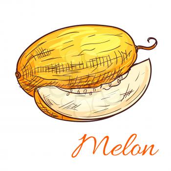 Melon fruit vector color sketch icon. Isolated whole and half melon slice. Sweet fruit product emblem for juice or jam label, sticker, farm store design element