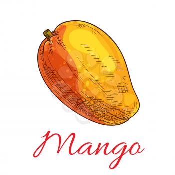 Mango fruit vector color sketch icon. Isolated whole exotic tropical mango product emblem for juice or jam label, drink sticker, farm store design element