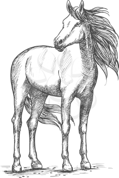 White horse sketch portrait. Wild mustang standing with turned head and looking aside. Vector racehorse with calm look and wind in waving mane