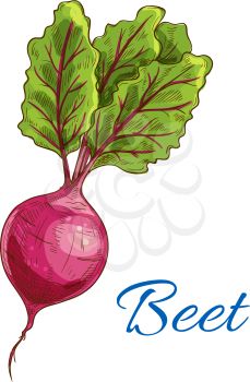 Beet. Fresh farm vegetable icon with leaves. Vector isolated sketch emblem of ripe beet tuber. Vegetarian product design for grocery shop, food market tag, vegetable juice label