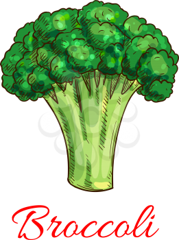 Broccoli. Vector isolated sketch icon of broccoli vegetarian vegetable. Vegan green lettuce or cabbage product for veggie grocery shop emblem, product tag, label design