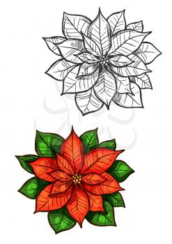 Christmas star flower vector sketch. Traditional new year decoration red poinsettia plant with green leaves