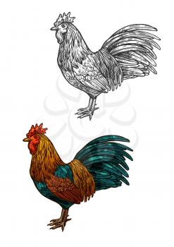 Rooster vector color sketch isolated icon. Symbol of New Year 2017 and Christmas. Lunar calendar zodiac of Red Rooster Cock