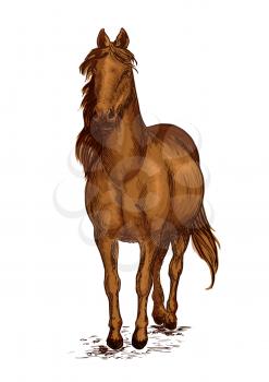 Strong brown arabian horse mustang. Sport race stallion proudly pace walking on ground with wavy mane. Vector color sketch portrait