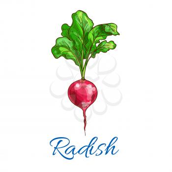 Radish vegetable icon. Isolated vector sketch of radish tuber with leaves. Vegan vegetable