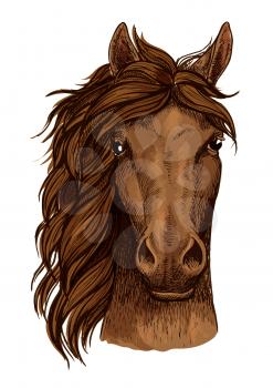 Horse head of brown arabian racehorse isolated sketch. Purebred stallion horse head icon for horse racing badge, equestrian sporting competition sign, riding club badge design