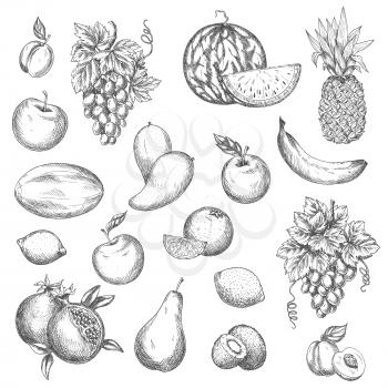 Fruits sketch. Vector isolated icons of melon and watermelon, tropical pineapple and kiwi. Sketched juicy grape bunch, apricot, pomegranate, pear and apple. Fresh lemon, banana