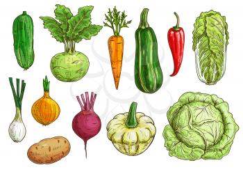 Vegetable isolated sketch set. Fresh organic pepper, carrot, onion, beet, potato, cabbage, cucumber, zucchini, kohlrabi, pattypan squash veggies. Food themes, vegetarian menu, farm market design