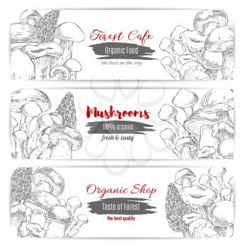 Edible mushrooms banners set of sketch champignon and gourmet morel and truffle mushroom, woolly milkcap porcini and forest cep, chanterelle, russule and milk mushroom or honey agaric. Vector design f