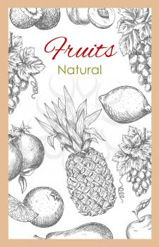Fruits poster of vector sketch tropical pineapple and exotic kiwi, orange or tangerine and citrus lemon or lime, garden white and red grape, pomegranate, peach or apricot and apple. Vector farm ripe j