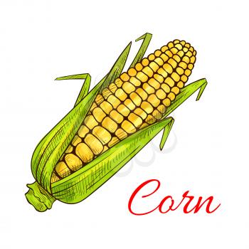 Corn vegetable sketch. Vector isolated corncob or corn ear with leaves. Vegetarian and vegan cuisine vegetable and agriculture ripe harvest. Sweet corn cob maize object for grocery store, farmer marke