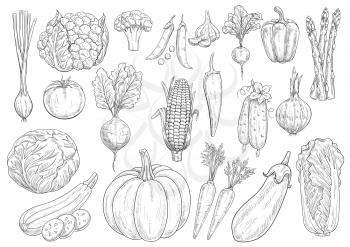 Vegetables sketch cauliflower, tomato and broccoli, onion leek and garlic, bell and chili pepper. Farm harvest vector isolated icons of beet, radish and corn, asparagus, cucumber and chinese cabbage, 