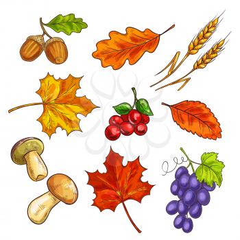 Autumn fallen leaves and mushroom, berries. Grapes and shroom, ear and acorn, elm or ulmus, chestnut and oak leaf. Garden or botany, autumnal harvest and flora, park theme