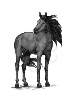 Black horse vector sketch. Wild mustang stallion standing with turned head. Farm or ranch equine animal symbol for equestrian racing sport, horse riding races club, bets or exhibition