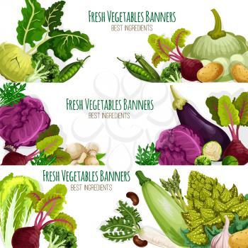 Vegetables banners set of organic fresh veggies. Vector kohlrabi, broccoli and green pea or bean, beet, potato and squash zucchini or patisony, eggplant and chinese or red cabbage, champignons, arugul