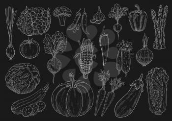 Vegetables chalk sketch icons of cauliflower and broccoli, chinese napa cabbage, onion leek, zucchini squash and green pea, tomato, cucumber and pumpkin, beet, asparagus and eggplant, garlic, corn and