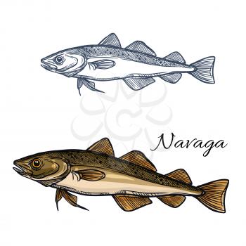 Sea fish navaga isolated sketch for seafood restaurant menu, recipe poster, fish market symbol or food themes design