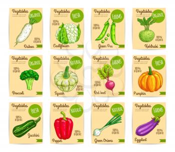 Organic vegetables card, label set. Fresh bell pepper, green onion, broccoli, eggplant, radish, zucchini, cauliflower, pumpkin, beet, pea, kohlrabi, squash veggies for price tag, food packaging design