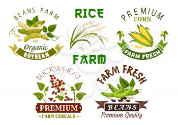 Vegetable, bean and cereal farm emblem set. Fresh corn cob, rice and buckwheat plant with grain, leaves, green pods of soybean and white beans with ribbon banner. Organic farming, agriculture design
