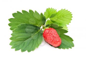Fresh strawberry fruit with green leaves 