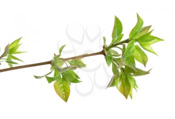 Royalty Free Photo of Lilac Tree Branches