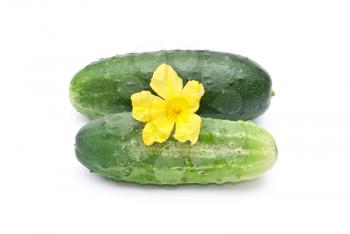Fresh cucumbers with flower 