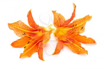 Royalty Free Photo of Lilies