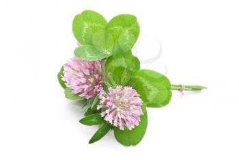 Herbal medicine:Red clover 