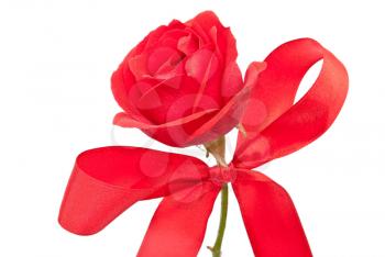 Royalty Free Photo of a Red Rose With a Bow