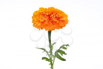 Royalty Free Photo of an Orange Marigold
