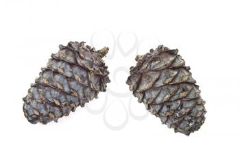 Royalty Free Photo of Cedar Cones